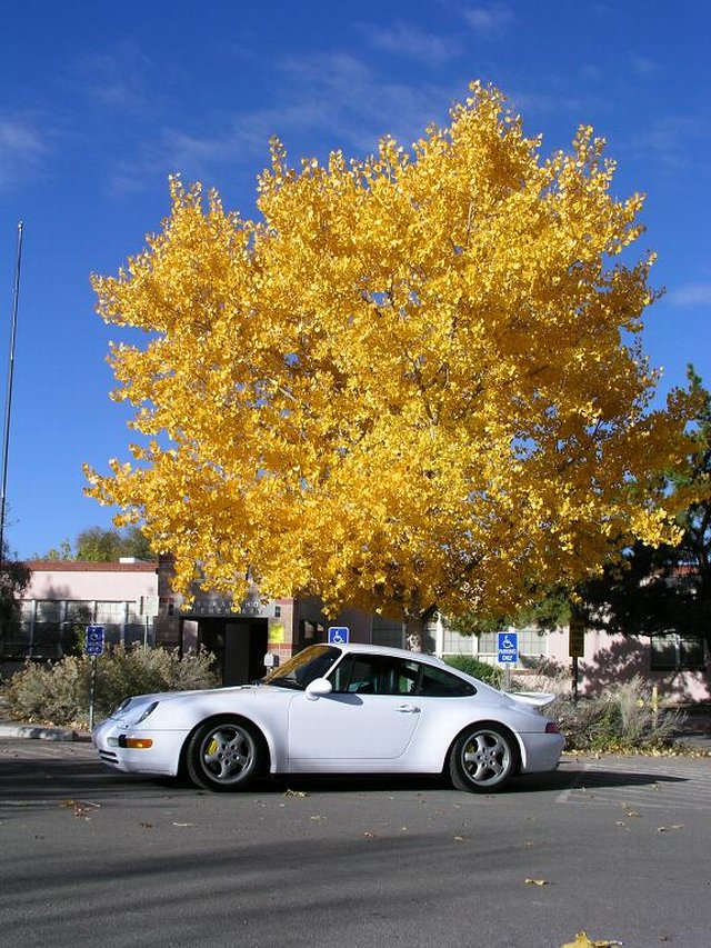 porsche-911-993_ep_069.jpg (640x853) - 164 KB